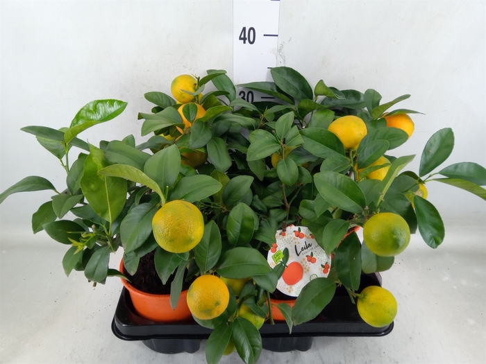 <h4>Citrus limetta</h4>