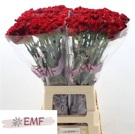 <h4>Di St Zurigo</h4>