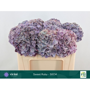 Hydrangea  'Magical Sweet Ruby'