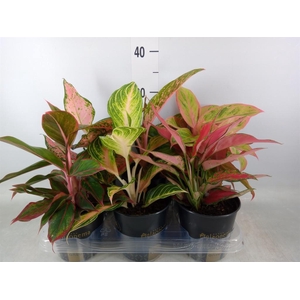 Aglaonema   ...