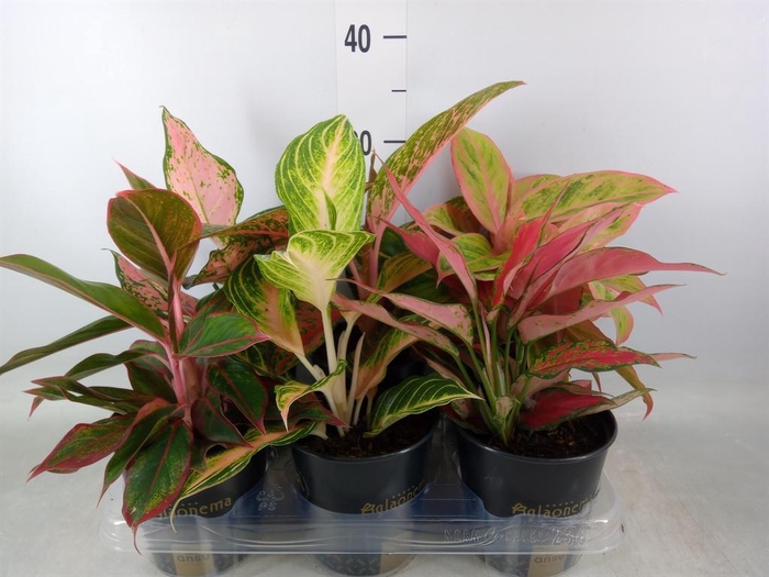 <h4>Aglaonema   ...</h4>