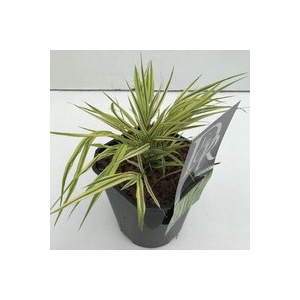 Hakonechloa macra 'Aureola'