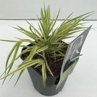 <h4>Hakonechloa macra 'Aureola'</h4>