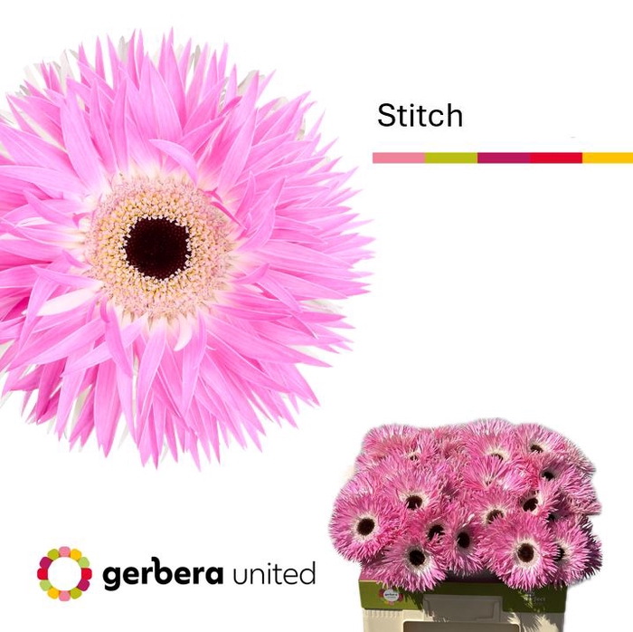 <h4>Gerbera Spider Stitch Water</h4>