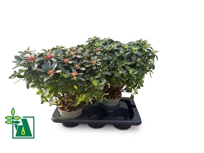 <h4>RHODO SI GEM</h4>