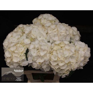 Hydr M Ch Whi Verena 65cm