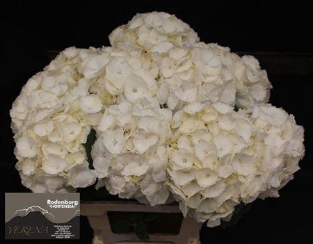 <h4>Hydr M Ch Whi Verena 65cm</h4>