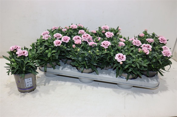 <h4>Dian Osc Purple Star</h4>