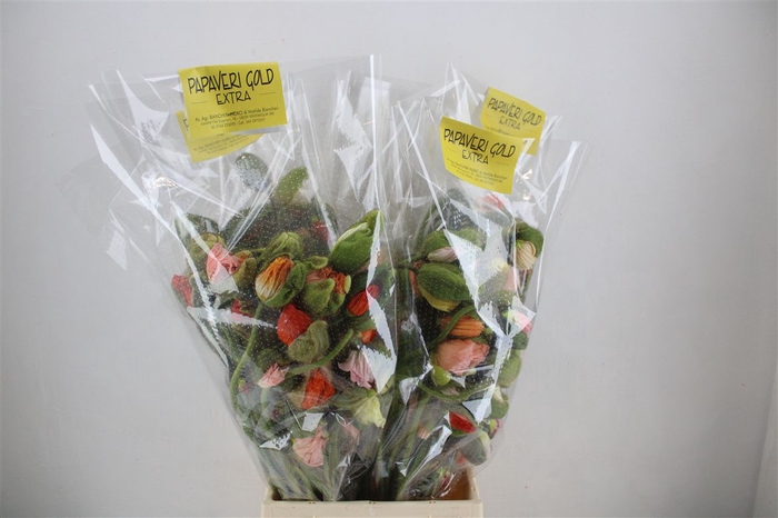 <h4>Papaver Mixed Super P Stem</h4>