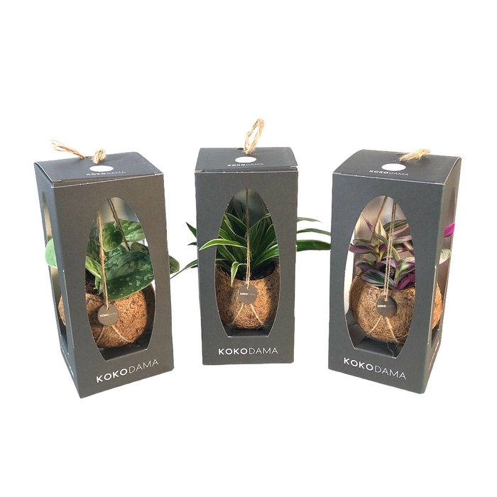 <h4>Kokodama 12 cm Gift Package Green mix</h4>
