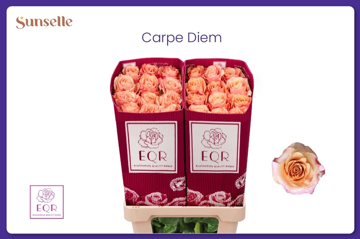 <h4>R GR CARPE DIEM+</h4>