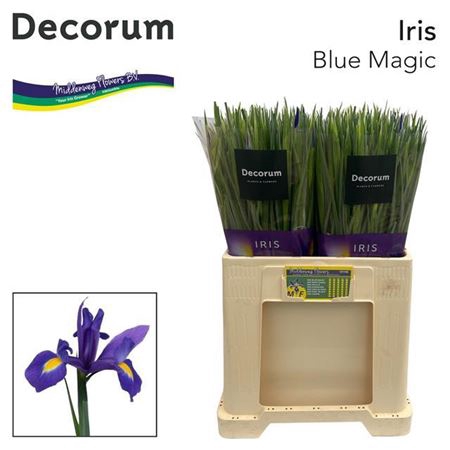 <h4>Iris Blue Magic</h4>