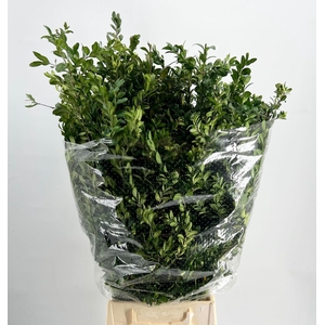 Buxus Extra