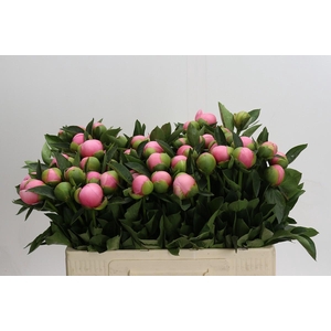 Paeonia Etched Salmon