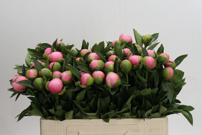 Paeonia Etched Salmon