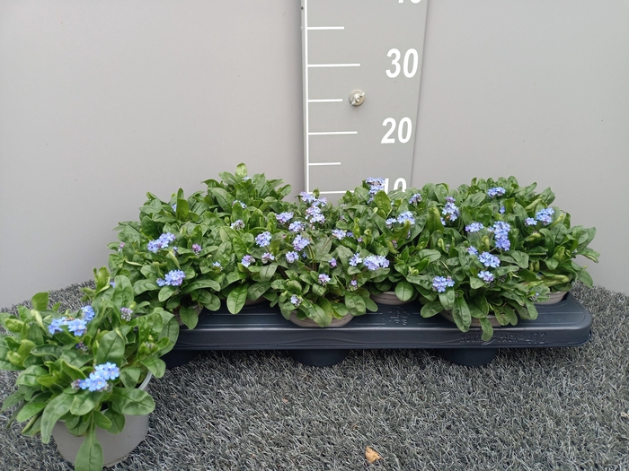 <h4>MYOS SYLVAT MYOMARK</h4>