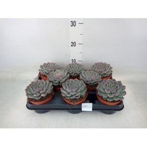 Echeveria   ...