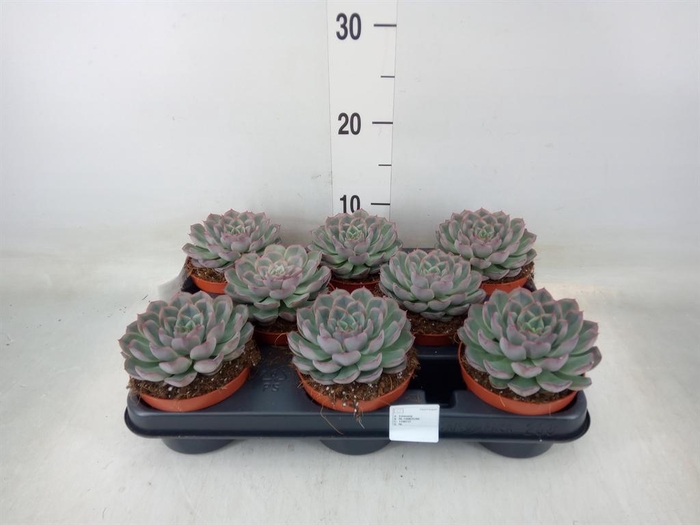 <h4>Echeveria   ...</h4>