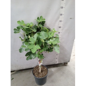 Ficus carica