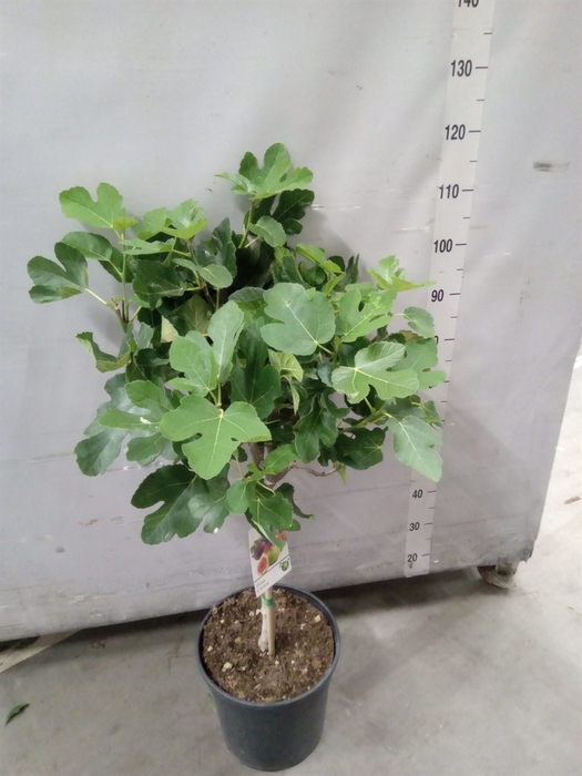 <h4>Ficus carica</h4>