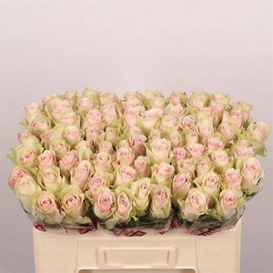 R GR PINK ATHENA