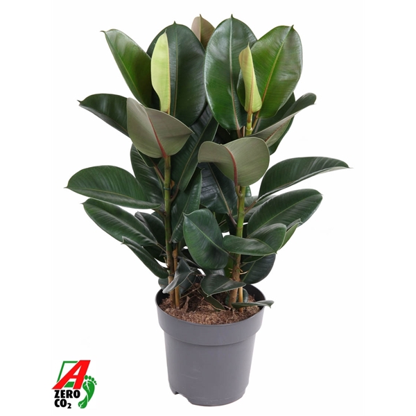 <h4>Ficus Elastica Robusta 3PP P27</h4>