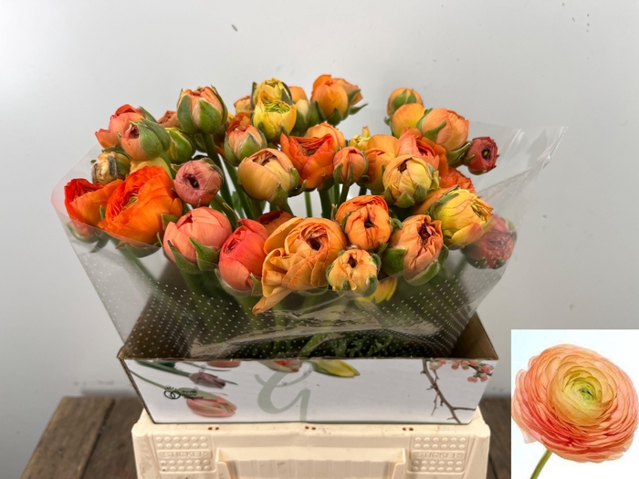 <h4>RAN EL PASTEL</h4>