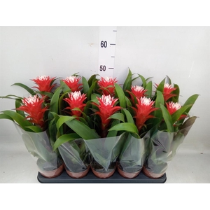Guzmania  'Hope'