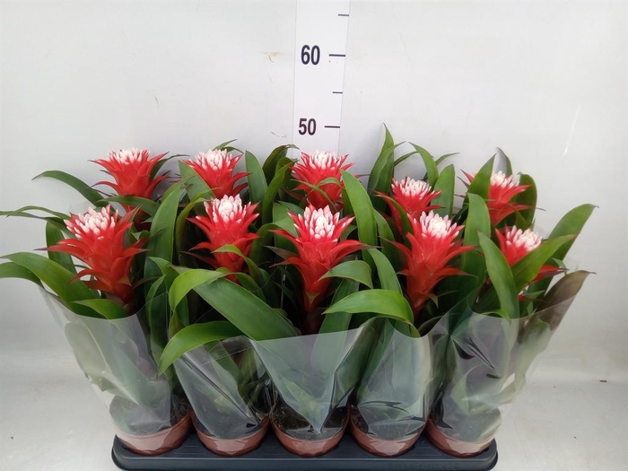 <h4>Guzmania  'Hope'</h4>