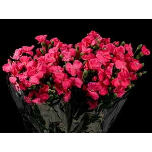 Dianthus Imre Solomio