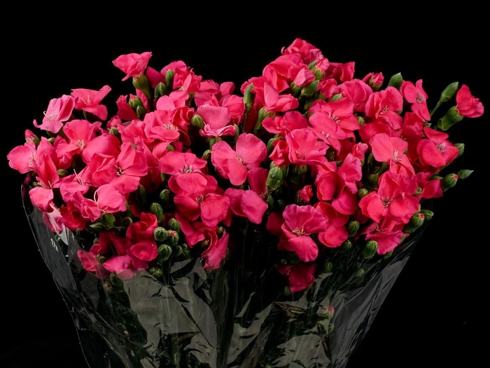 <h4>Dianthus Imre Solomio</h4>
