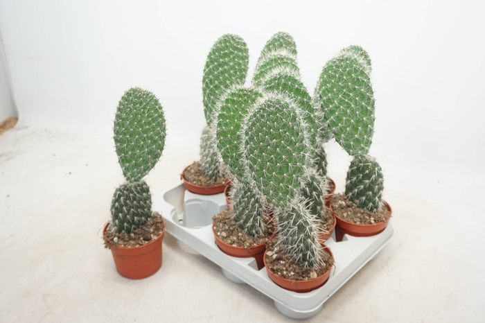 OPUNTIA