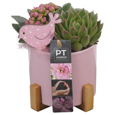 <h4>PTIB6330 Arrangementen kamerplanten</h4>