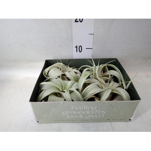 Tillandsia xerographica