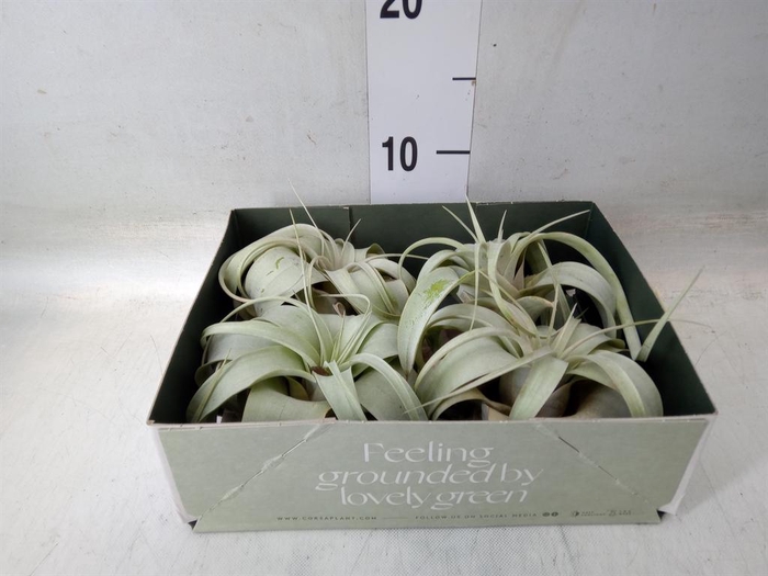 <h4>Tillandsia xerographica</h4>