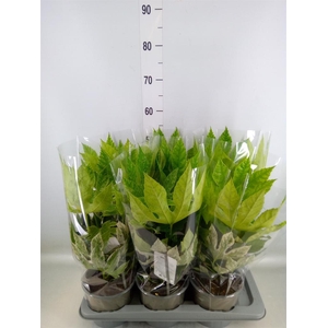 Fatsia japonica 'Variegata'