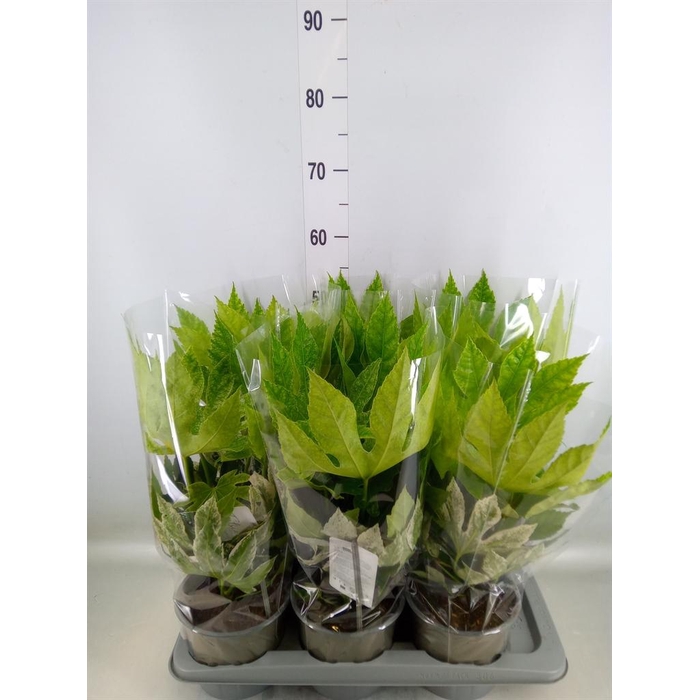 <h4>Fatsia japonica 'Variegata'</h4>