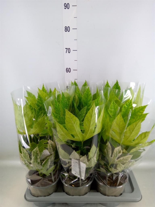 <h4>Fatsia japonica 'Variegata'</h4>