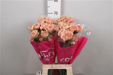 <h4>Di St Caramel</h4>