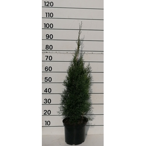 THUJA O SMARAGD