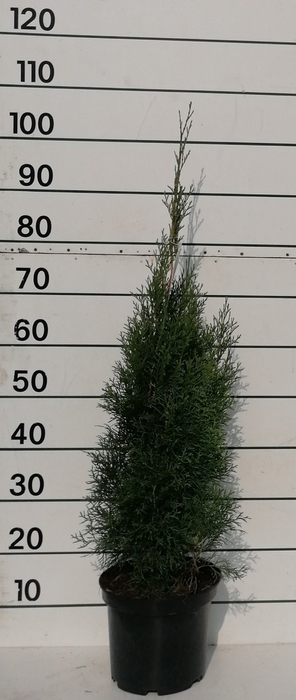 <h4>THUJA O SMARAGD</h4>