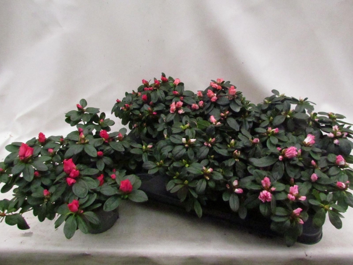 <h4>RHODO SI VOGEL GEM</h4>