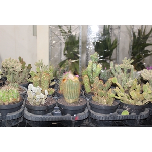 CACTUS VARIADO P14