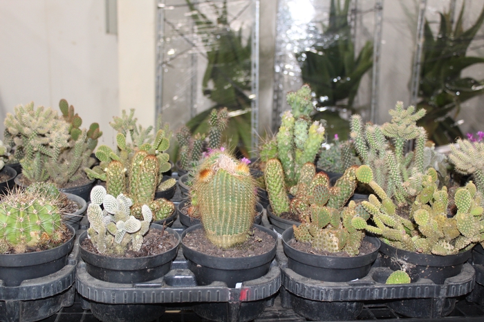 <h4>CACTUS VARIADO P14</h4>