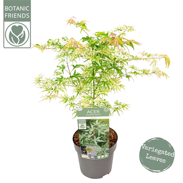 <h4>Acer palm. 'Ukigumo'</h4>