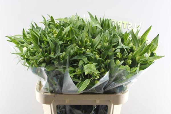 <h4>Alstr Virginia</h4>