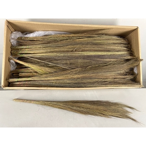 DF Broom Grass 50gr Natural