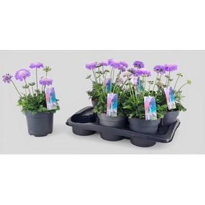 SCAB CO BUTTERFLY BL