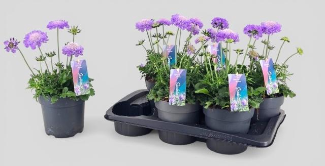 <h4>SCAB CO BUTTERFLY BL</h4>