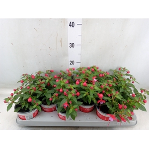 Fuchsia  'Bella Fuchsia Lydia'